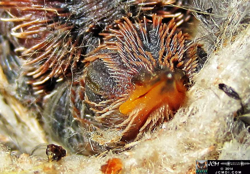 Allens Hummingbird nest and chick 3-16-2014
